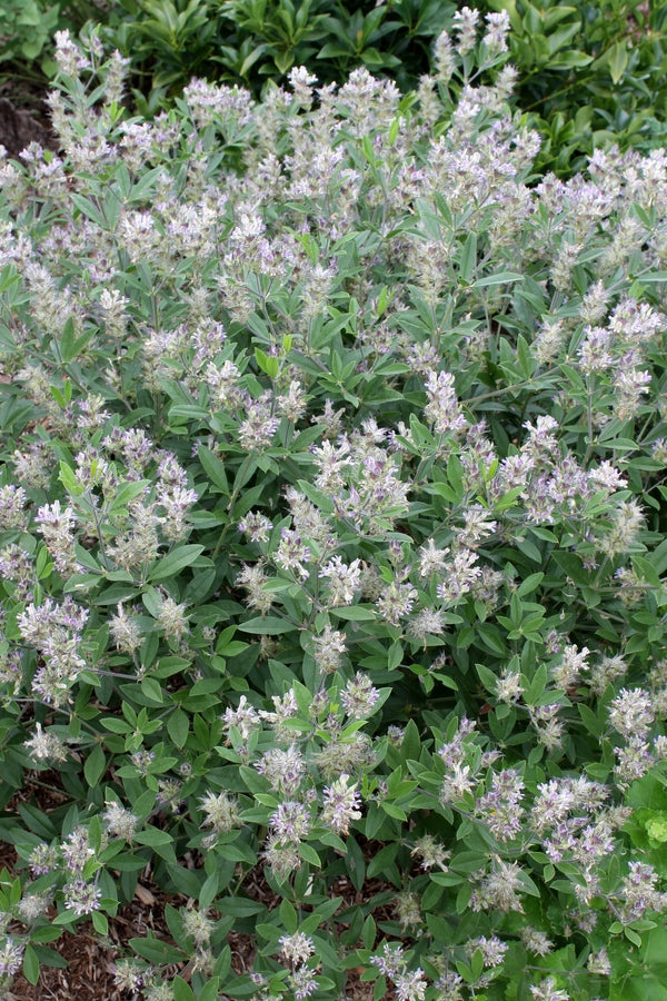 Image of Pediomelum piedmontanum 'Columbia'|Juniper Level Botanic Gdn, NC|JLBG