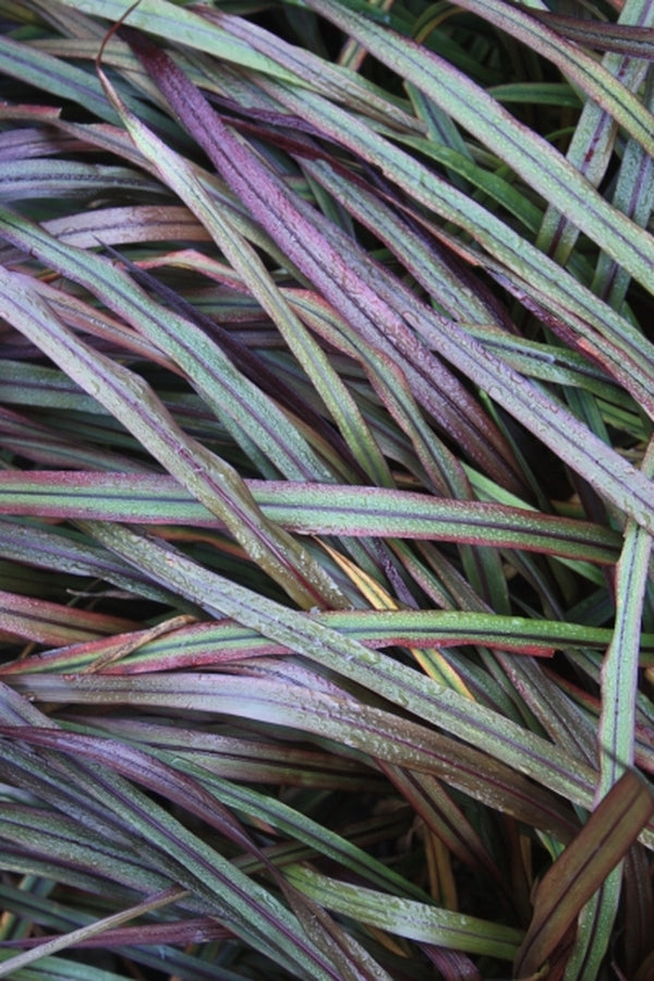 Image of Pennisetum 'Princess Molly' PP 21,831|Juniper Level Botanic Gdn, NC|JLBG