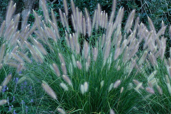 Image of Pennisetum alopecuroides 'Etouffee' PP 31,062|Juniper Level Botanic Gdn, NC|