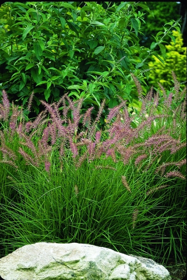 Image of Pennisetum orientale 'Karley Rose' |Juniper Level Botanic Gdn, NC|JLBG