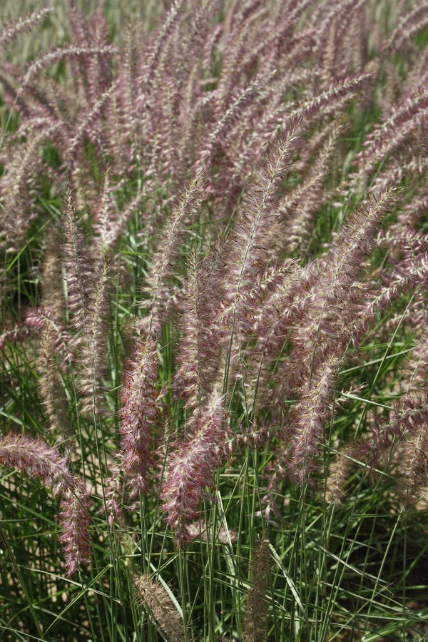 Image of Pennisetum orientale 'Karley Rose' |Walters Gardens, MI|