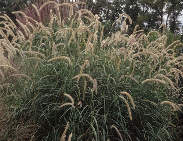 Image of Pennisetum orientale 'Tall Tails'|Juniper Level Botanic Gdn, NC|JLBG