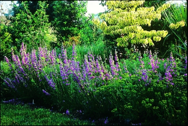 Image of Penstemon 'Prairie Dusk'|Juniper Level Botanic Gdn, NC|JLBG