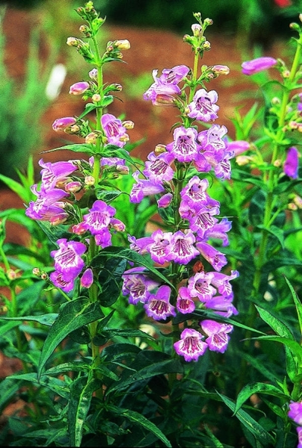 Image of Penstemon 'Purple Tiger'|Juniper Level Botanic Gdn, NC|JLBG