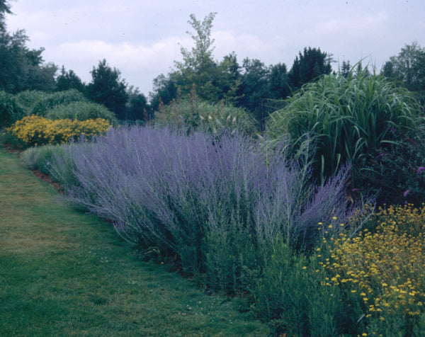 Image of Perovskia atriplicifolia 'Filigran'|Denver Botanic Gdn, CO|
