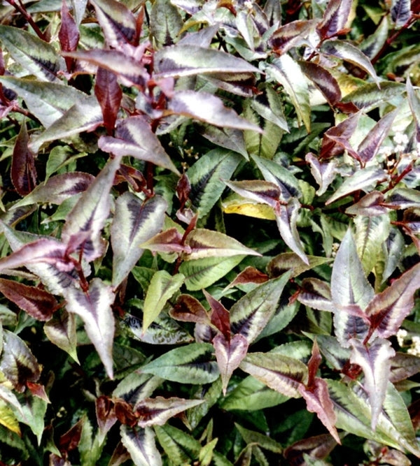 Image of Persicaria microcephala 'Chocolate Dragon' PP 17,325taken at Terra Nova Nurseries, OR