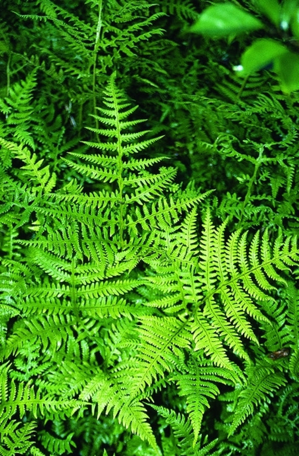 Image of Phegopteris hexagonoptera|Juniper Level Botanic Gdn, NC|JLBG