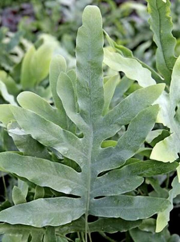 Image of Phlebodium pseudoaureum|Juniper Level Botanic Gdn, NC|JLBG