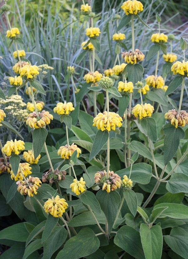 Image of Phlomis 'Edward Bowles'||