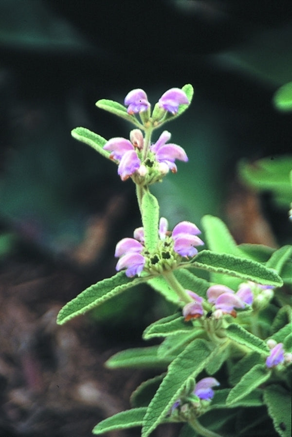 Image of Phlomis italica 'Frisco'|Juniper Level Botanic Gdn, NC|JLBG