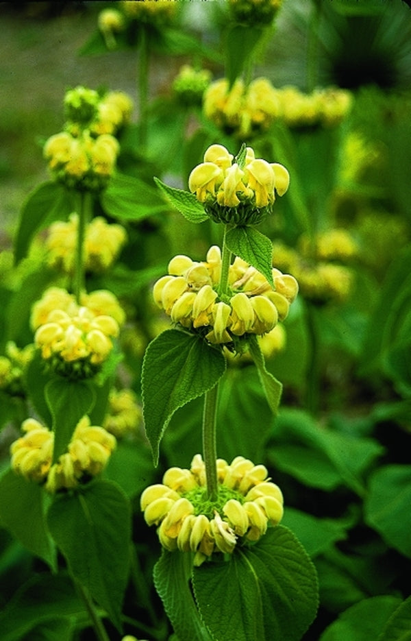 Image of Phlomis russeliana|Juniper Level Botanic Gdn, NC|JLBG
