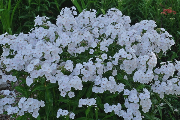 Image of Phlox 'Fashionably Early Crystal' PP 28,679|Juniper Level Botanic Gdn, NC|JLBG