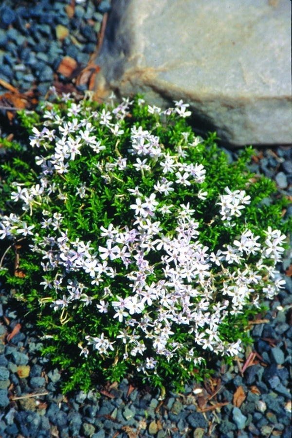 Image of Phlox 'Sileniflora'|Juniper Level Botanic Gdn, NC|JLBG