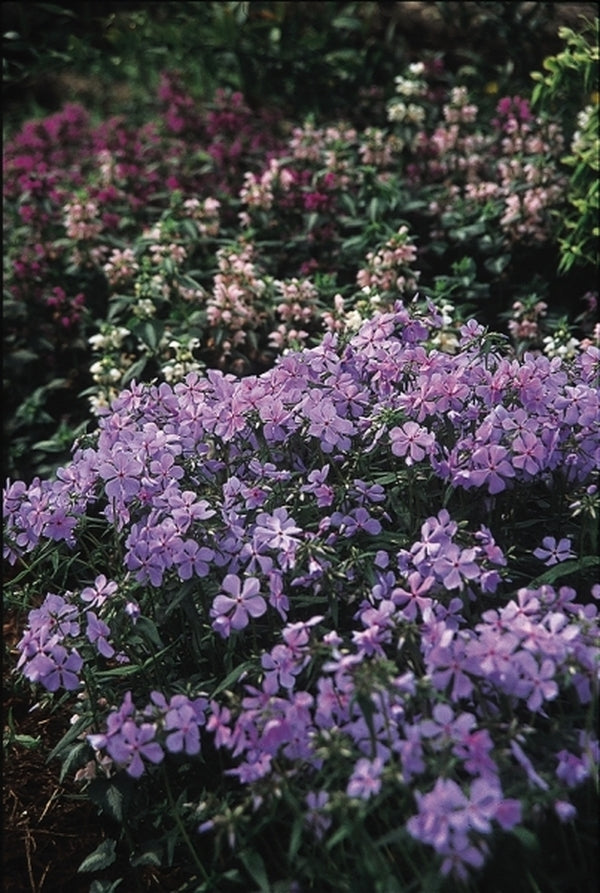 Image of Phlox buckleyi|Juniper Level Botanic Gdn, NC|JLBG