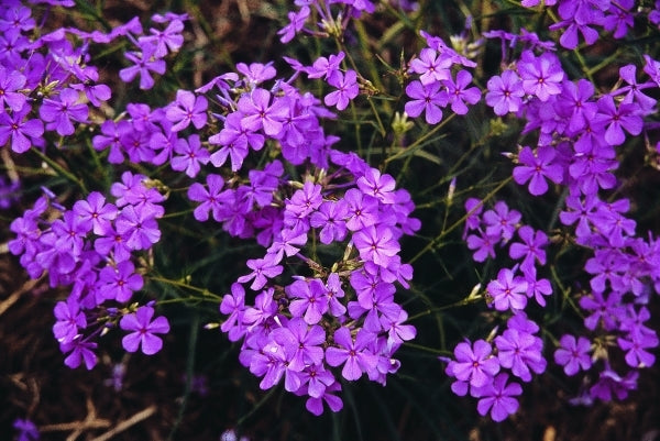 Image of Phlox carolina var. angusta 'Dakota'|Juniper Level Botanic Gdn, NC|JLBG