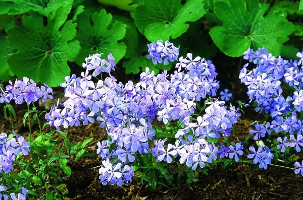 Image of Phlox divaricata 'Blue Elf'|P. Aguirre Gdn, MN|P. Aguirre