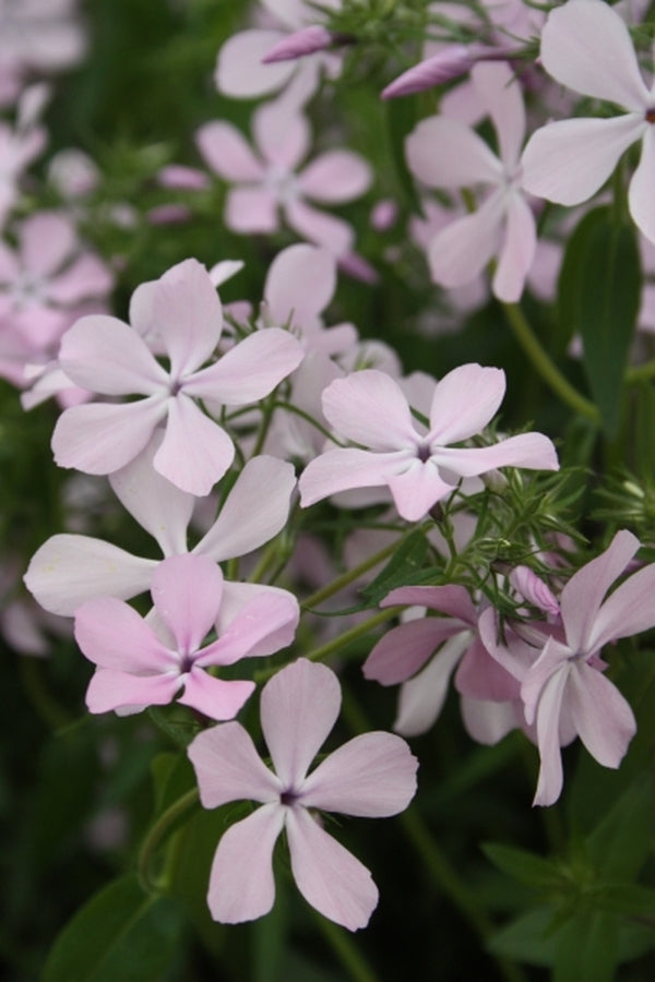Image of Phlox divaricata 'Charleston Pink'|Juniper Level Botanic Gdn, NC|JLBG