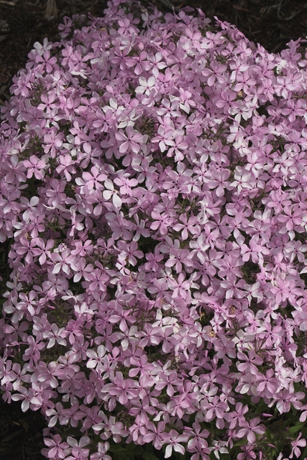 Image of Phlox divaricata 'Charleston Pink'||