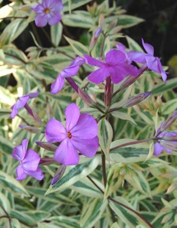 Image of Phlox glaberrima 'Triple Play' PP 21,329|Sunny Border, CT|Sunny Border