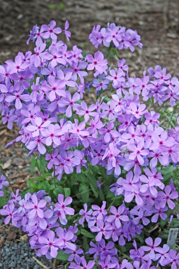 Image of Phlox x glutinosa 'Spring Dawn'|Juniper Level Botanic Gdn, NC|JLBG
