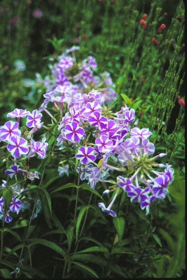 Image of Phlox maculata 'Natascha'|Juniper Level Botanic Gdn, NC|JLBG
