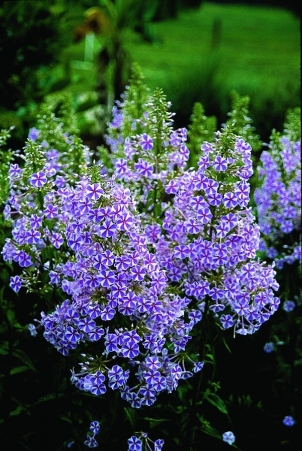 Image of Phlox maculata 'Natascha'|Juniper Level Botanic Gdn, NC|JLBG