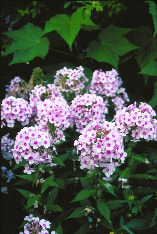 Image of Phlox paniculata 'Bright Eyes'|Juniper Level Botanic Gdn, NC|JLBG