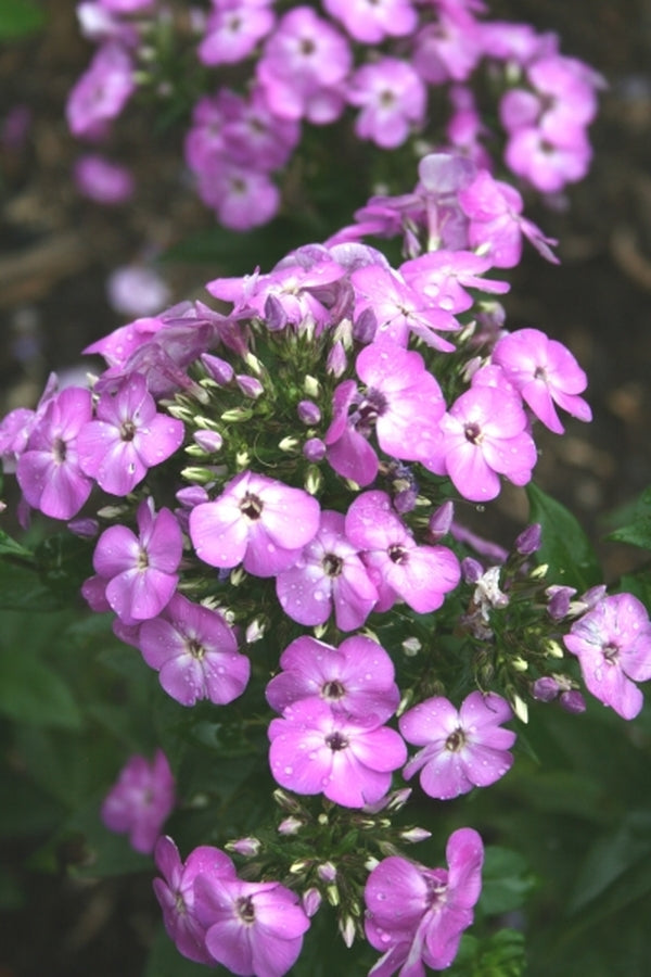 Image of Phlox paniculata 'Purple Eyes' PPAF|Juniper Level Botanic Gdn, NC|JLBG