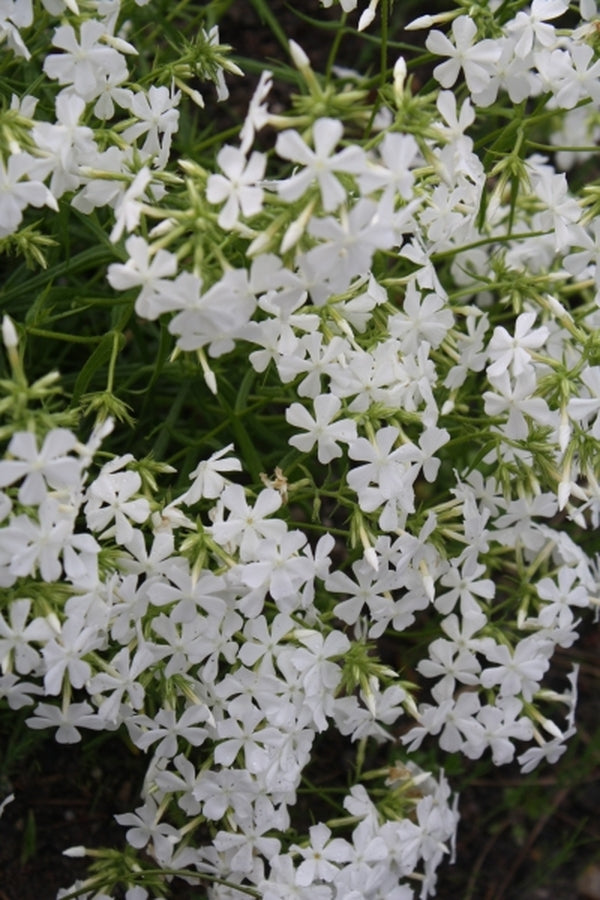 Image of Phlox pilosa 'Forest Frost'|Juniper Level Botanic Gdn, NC|JLBG