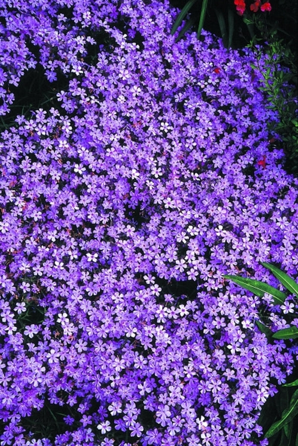 Image of Phlox pilosa 'Slim Jim'|Juniper Level Botanic Gdn, NC|JLBG