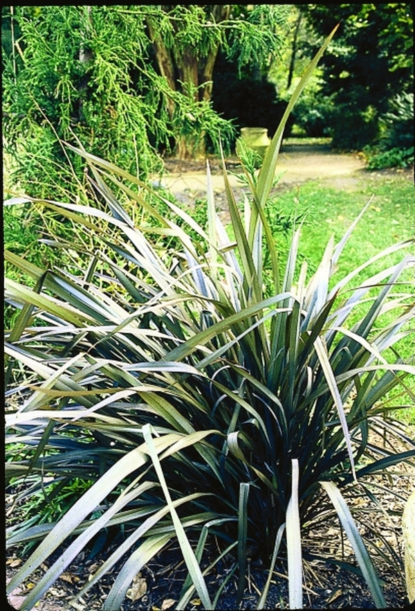 Image of Phormium tenax 'Atropurpureum'|Juniper Level Botanic Gdn, NC|JLBG
