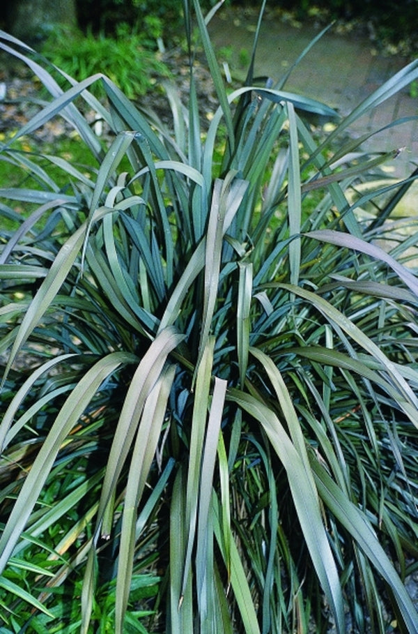 Image of Phormium tenax 'Atropurpureum'|Juniper Level Botanic Gdn, NC|JLBG