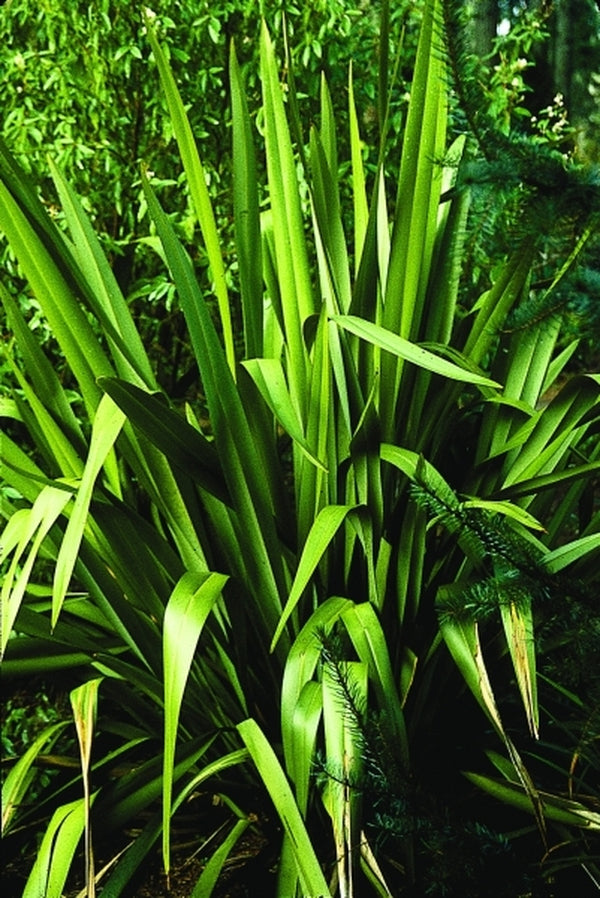 Image of Phormium tenax|Heronswood, WA|