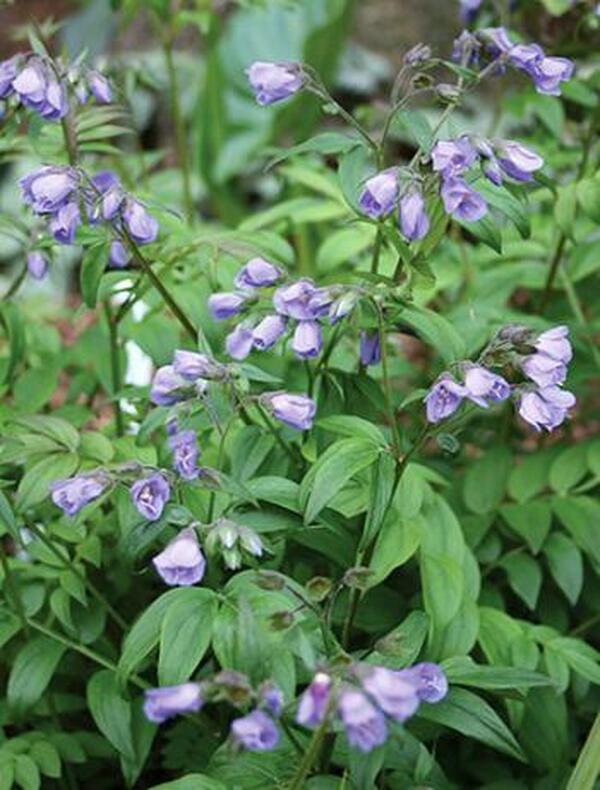 Image of Polemonium 'Heaven Scent' PP 20,214|Juniper Level Botanic Gdn, NC|JLBG