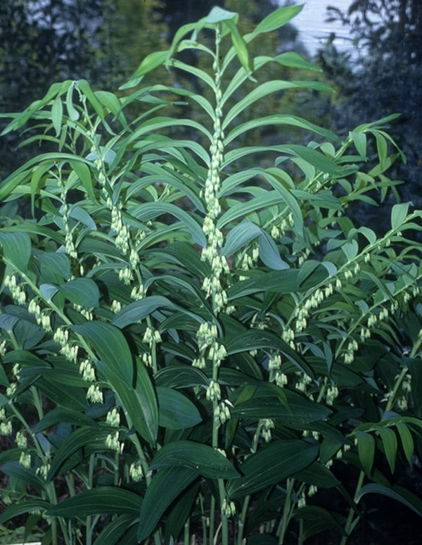 Image of Polygonatum cyrtonema|Juniper Level Botanic Gdn, NC|JLBG