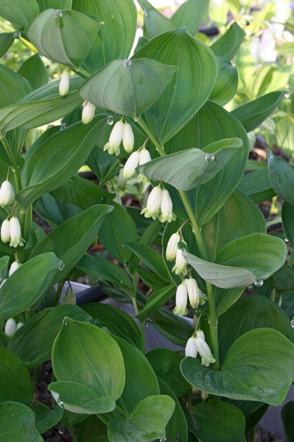 Image of Polygonatum hirtum 'Round Tuit'||