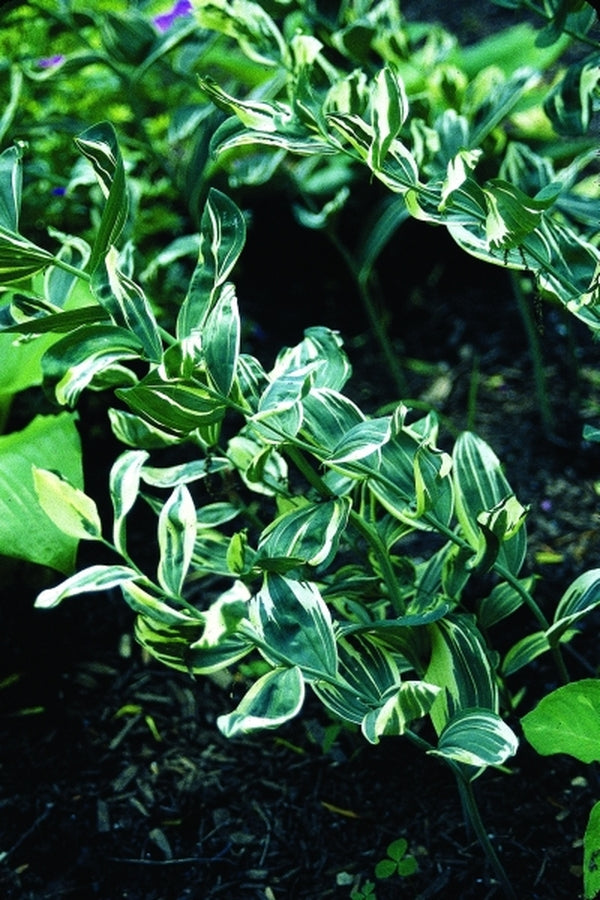Image of Polygonatum x hybridum 'Grace Barker'|H. Hansen Gdn, MN|
