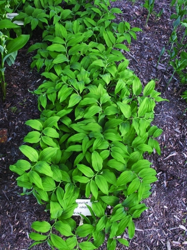 Image of Polygonatum inflatum 'Chinbu'|Juniper Level Botanic Gdn, NC|JLBG