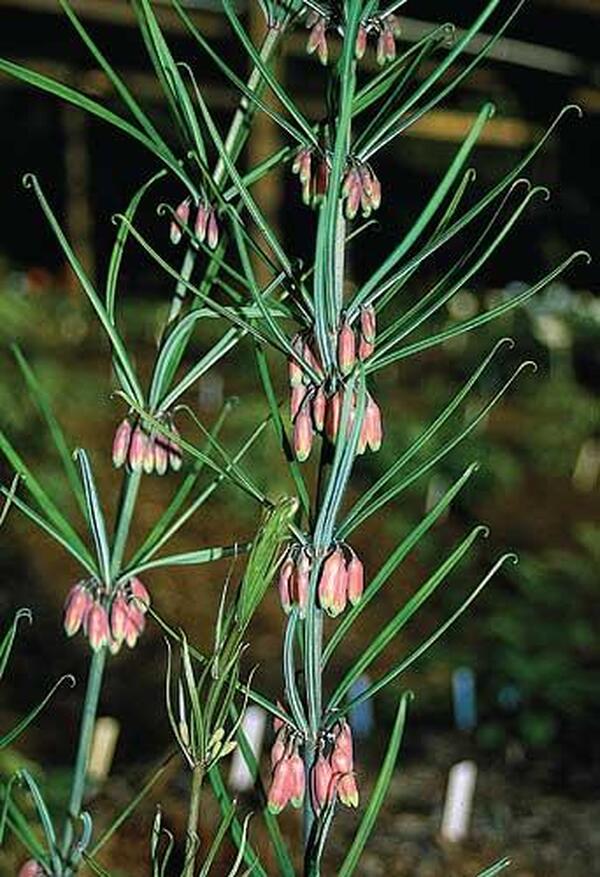 Image of Polygonatum kingianum Orange Flower Formtaken at Juniper Level Botanic Gdn, NC by JLBG