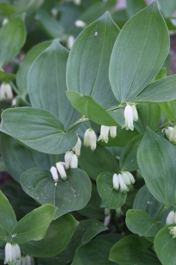 Image of Polygonatum latifolium 'Heronswood'|Juniper Level Botanic Gdn, NC|JLBG