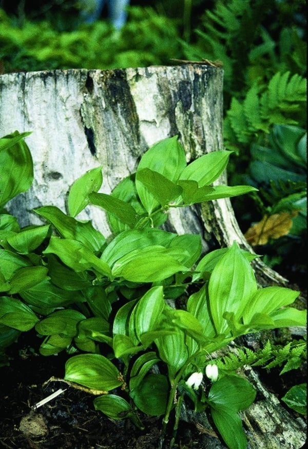 Image of Polygonatum latifolium Washfield Form|Juniper Level Botanic Gdn, NC|JLBG