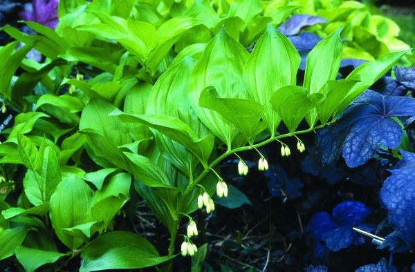 Image of Polygonatum latifolium Washfield Form|H. Hansen Gdn, MN|H. Hansen