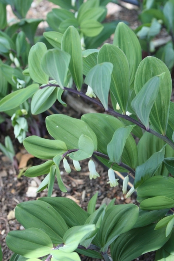 Image of Polygonatum odoratum 'Pacman'|Juniper Level Botanic Gdn, NC|JLBG