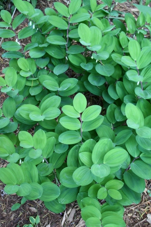 Image of Polygonatum odoratum 'Pacman'|Juniper Level Botanic Gdn, NC|JLBG