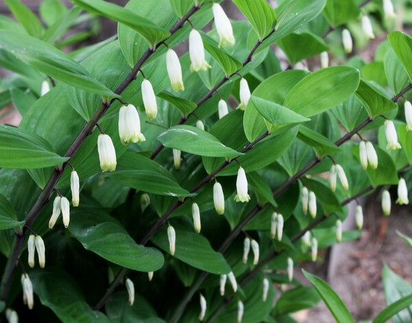 Image of Polygonatum odoratum 'Pacman'|Juniper Level Botanic Gdn, NC|JLBG