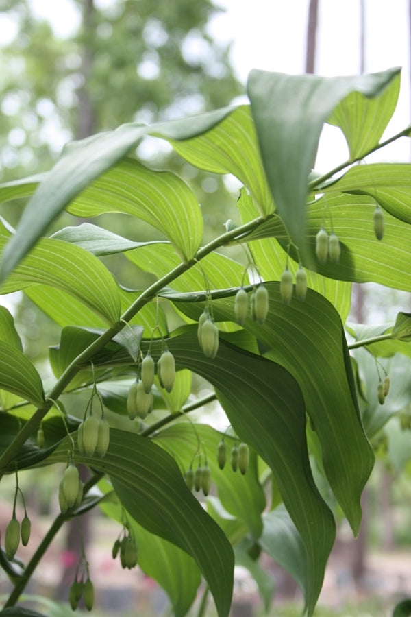 Image of Polygonatum polyanthemum|Juniper Level Botanic Gdn, NC|JLBG
