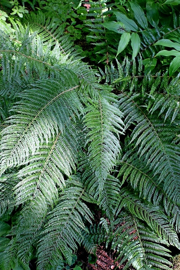 Image of Polystichum setiferum 'Bevis'taken at Miller Gdn, WA