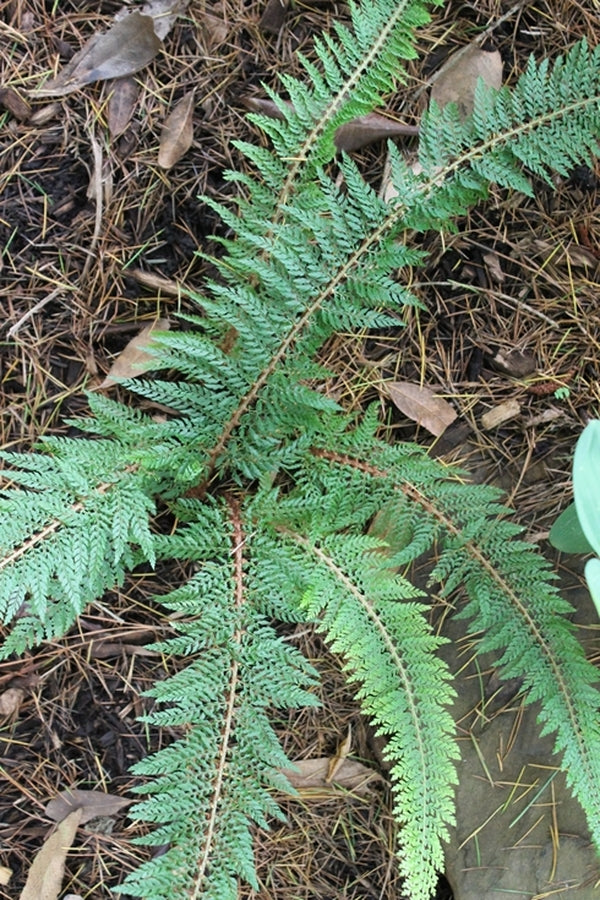 Image of Polystichum setiferum 'Mossy Mama'||