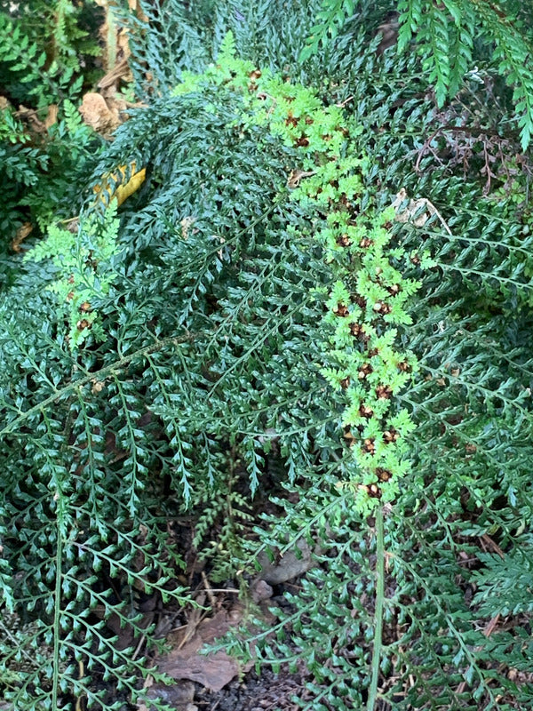 Image of Polystichum setiferum 'Mossy Mama'|Juniper Level Botanic Gdn, NC|C. Hardison