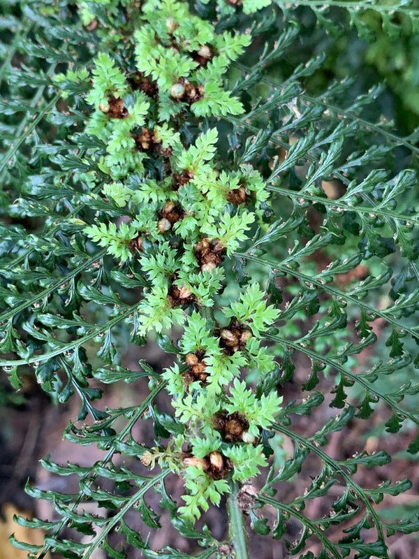 Image of Polystichum setiferum 'Mossy Mama'|Juniper Level Botanic Gdn, NC|C. Hardison
